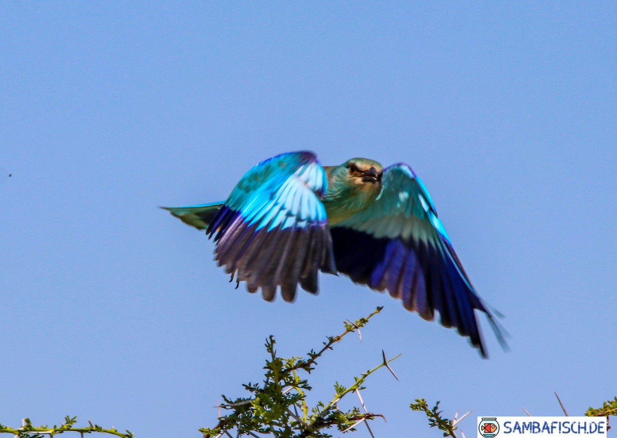European Roller - ML426609491