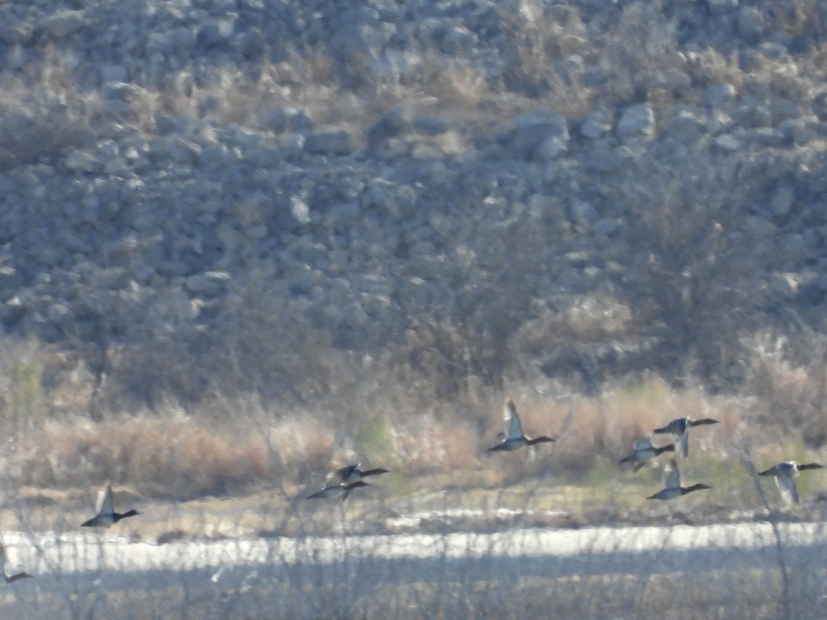 Canvasback - ML426609511