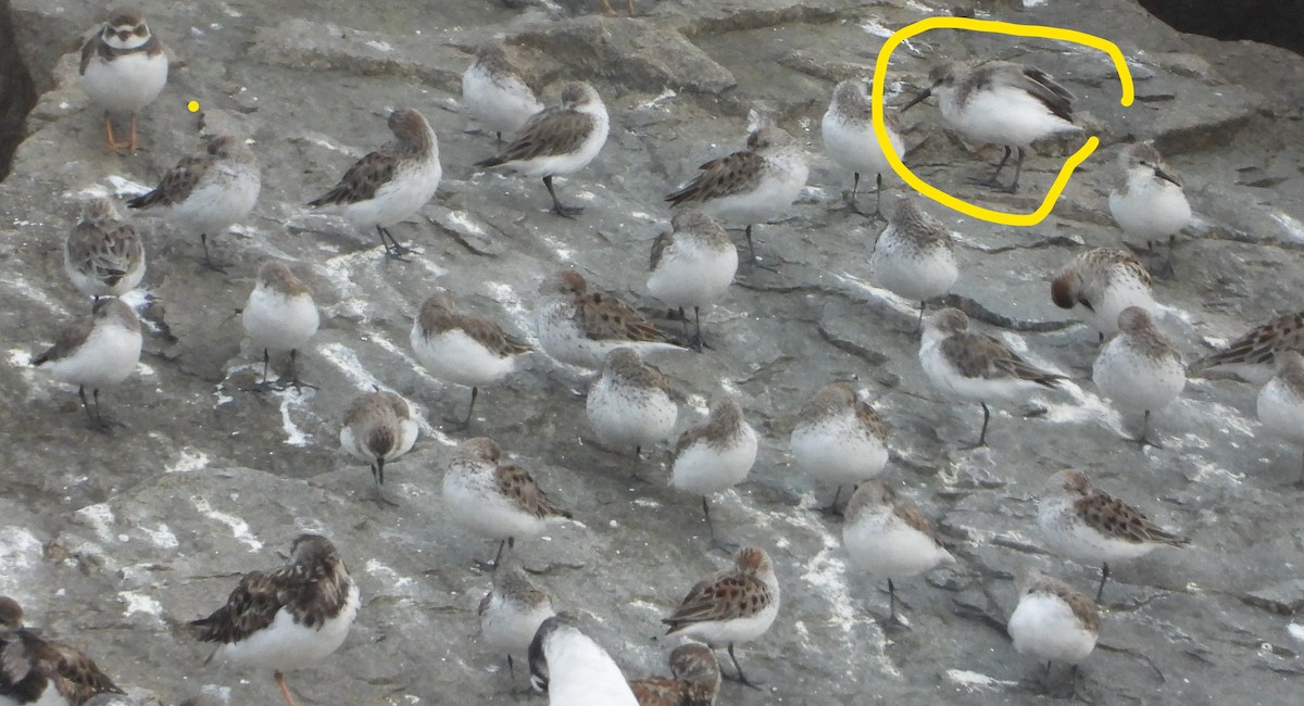 Western Sandpiper - ML426610861