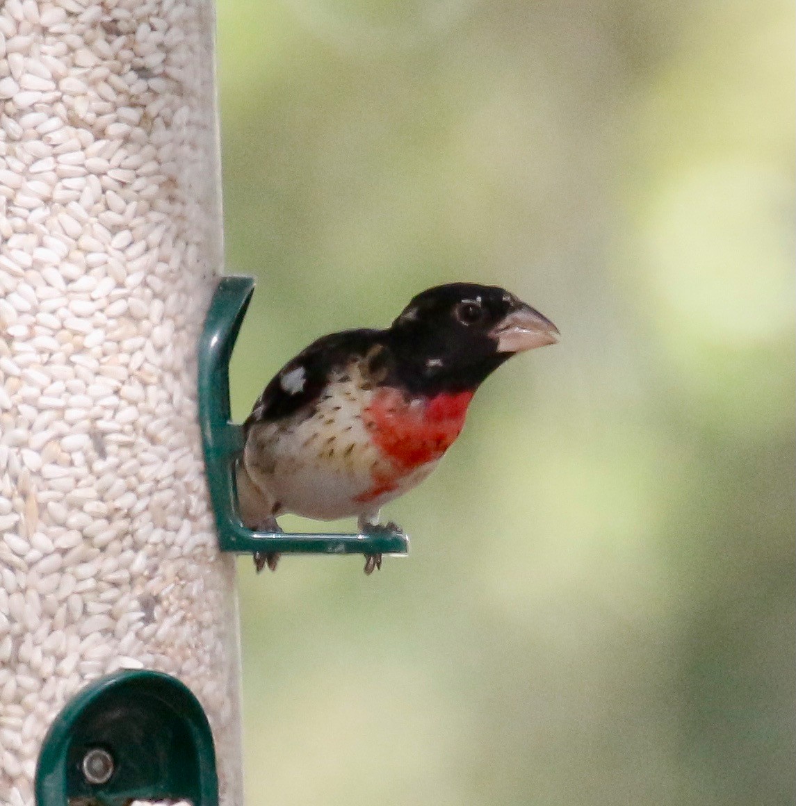 Rose-breasted Grosbeak - Eary Warren