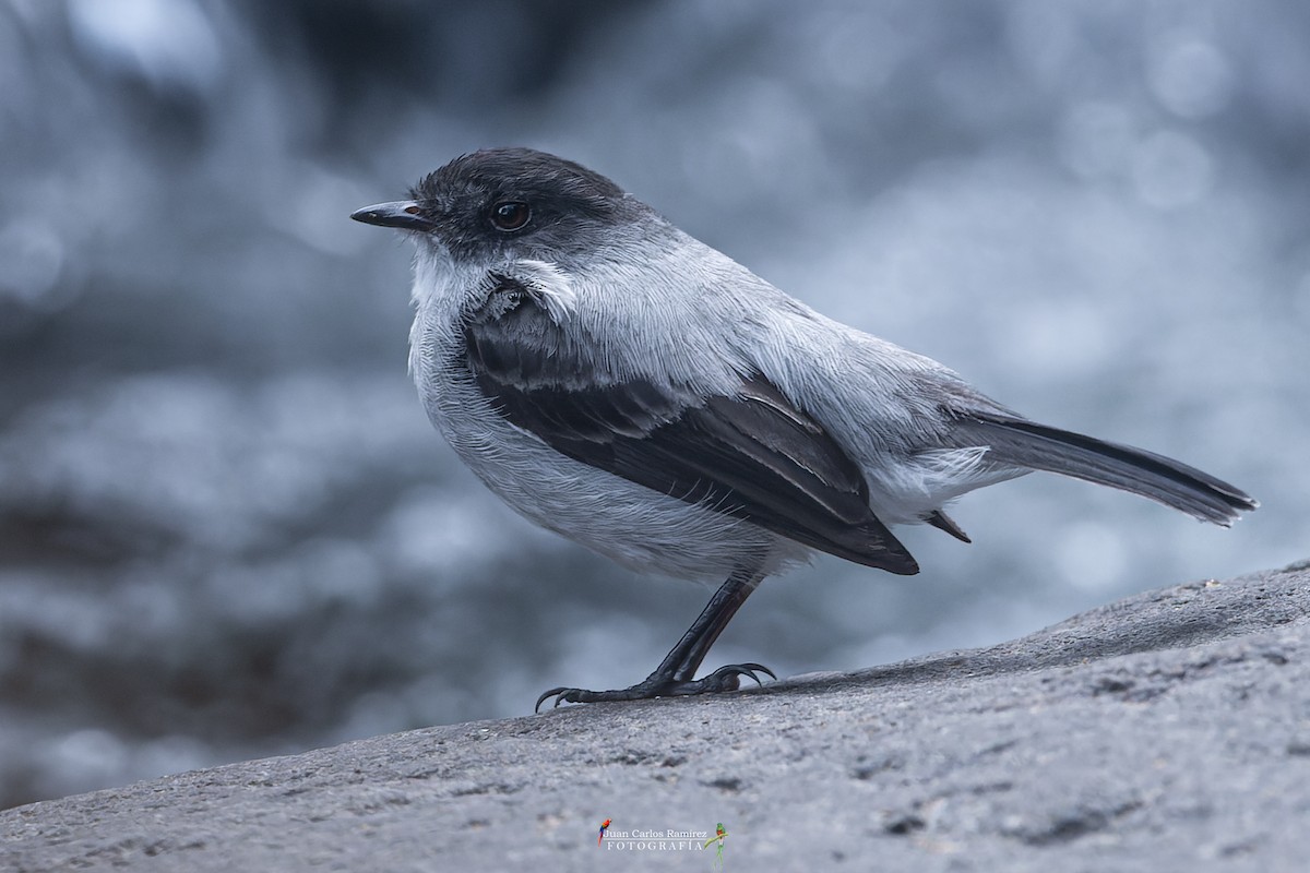 Torrent Tyrannulet - Juan Carlos Ramírez Castro