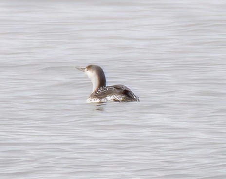 Red-throated Loon - ML426617021