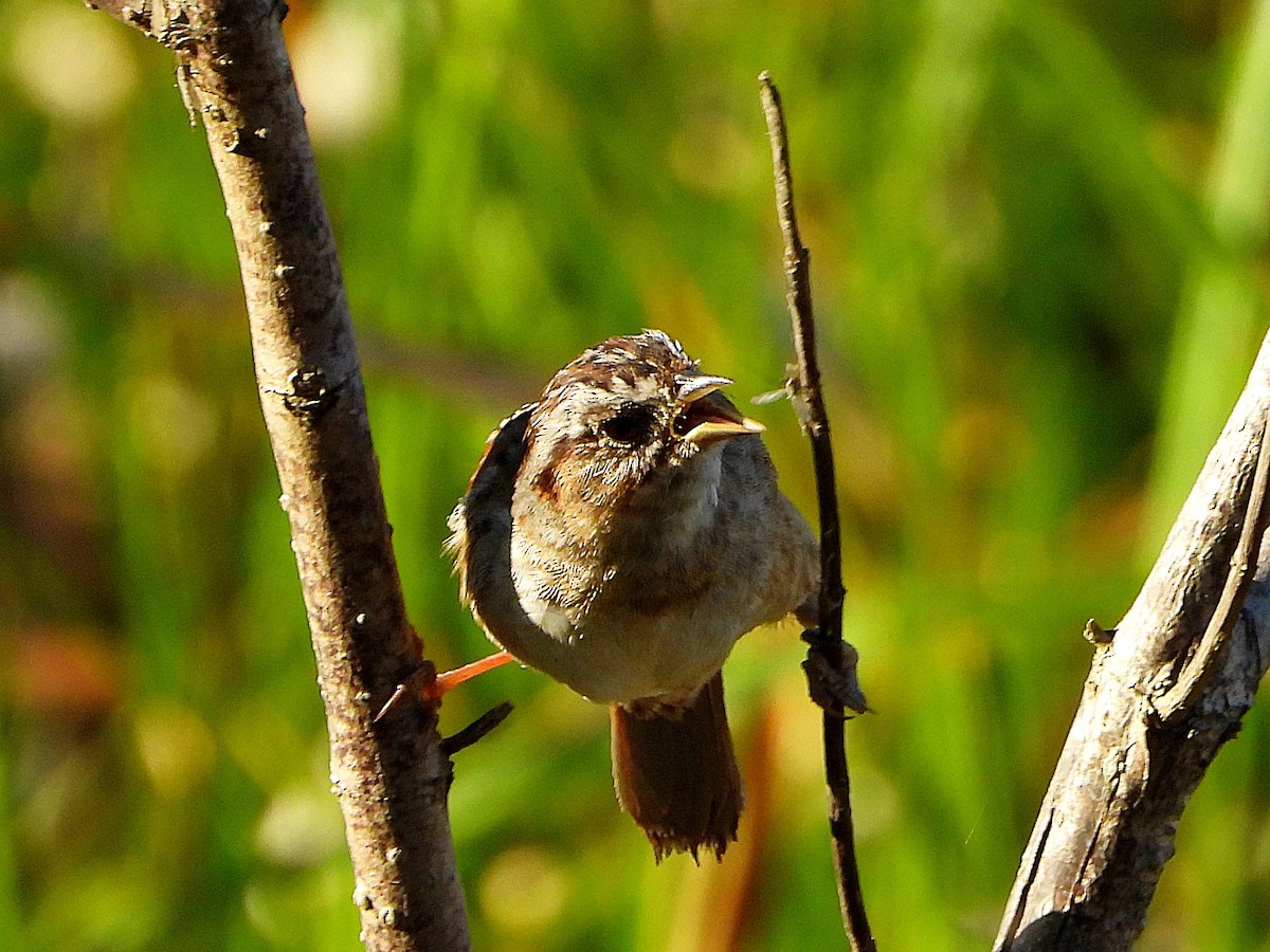 Swamp Sparrow - ML426617981