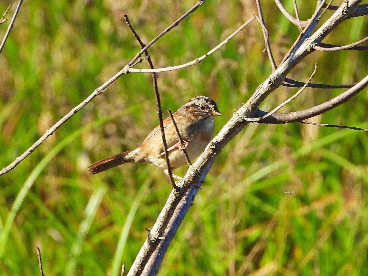 Swamp Sparrow - ML426618001