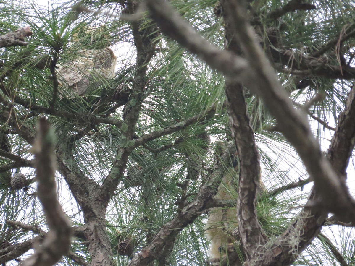 Great Horned Owl - ML426618761