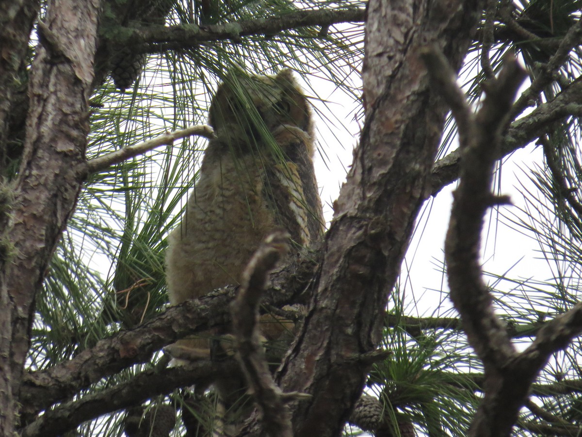 Great Horned Owl - ML426618771