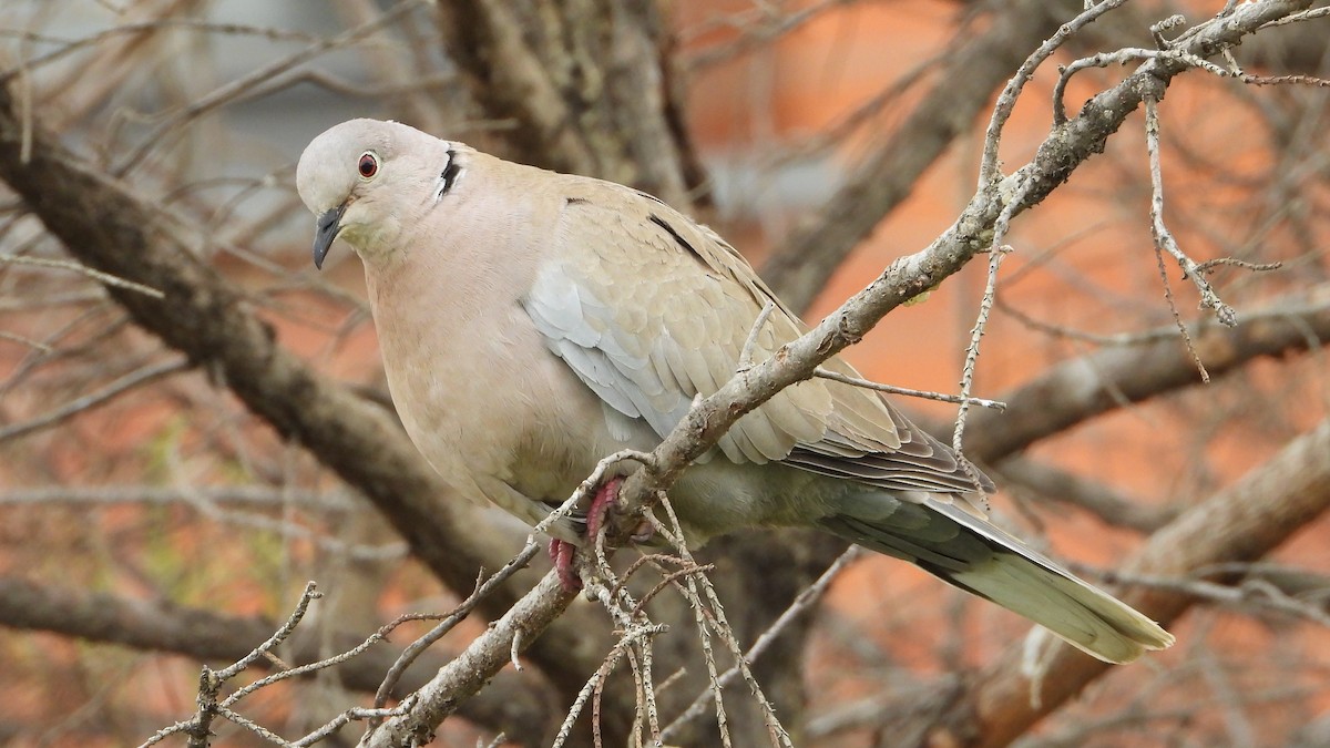 Eurasian Collared-Dove - ML426619741