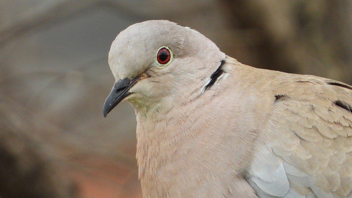 Eurasian Collared-Dove - ML426619851