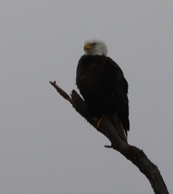 Bald Eagle - ML426619891