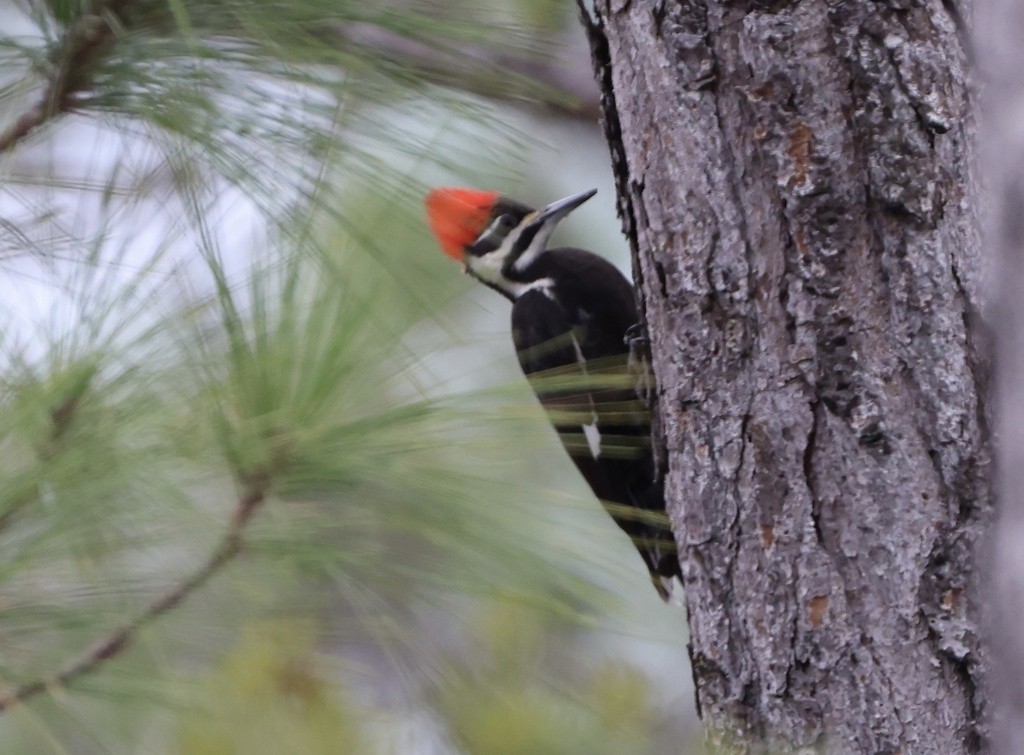 Pileated Woodpecker - ML426619991