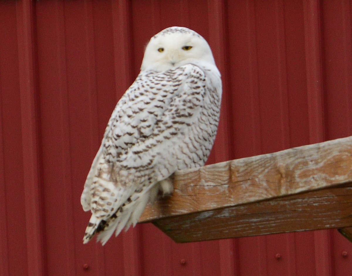 Snowy Owl - ML426620581