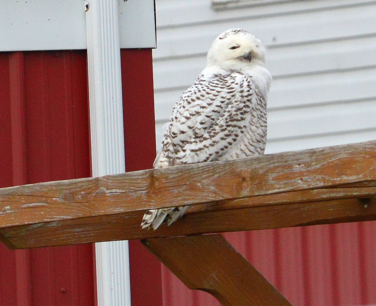 Snowy Owl - ML426620601