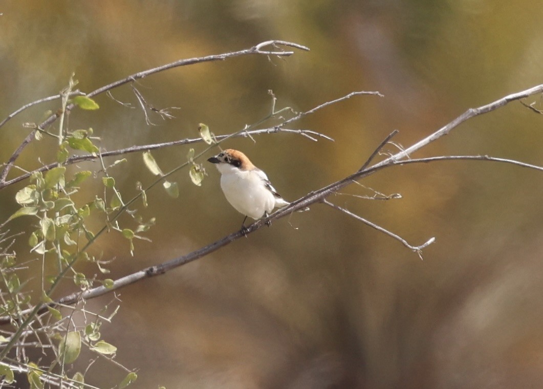 Woodchat Shrike - ML426621501