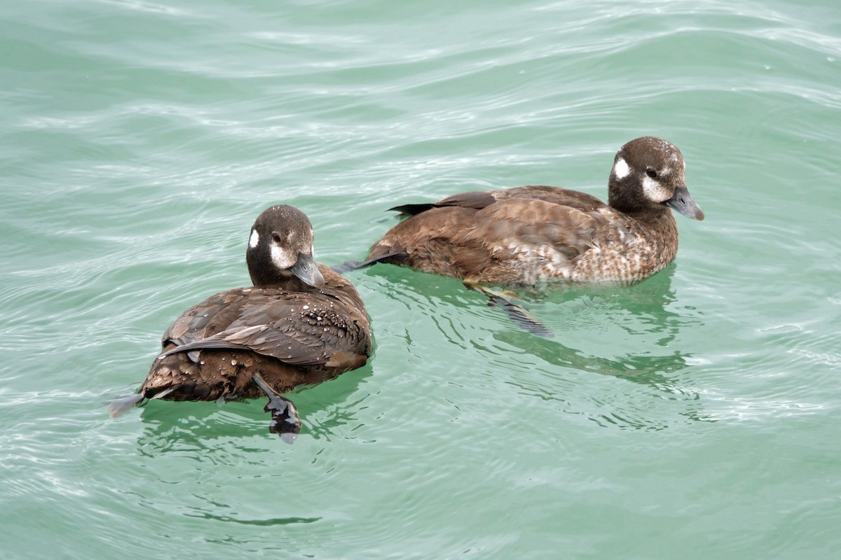 Harlequin Duck - ML426622161