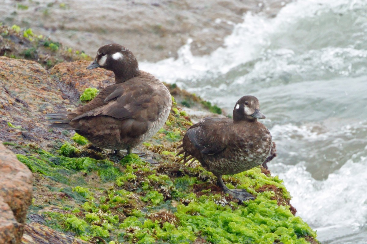 Harlequin Duck - ML426622191