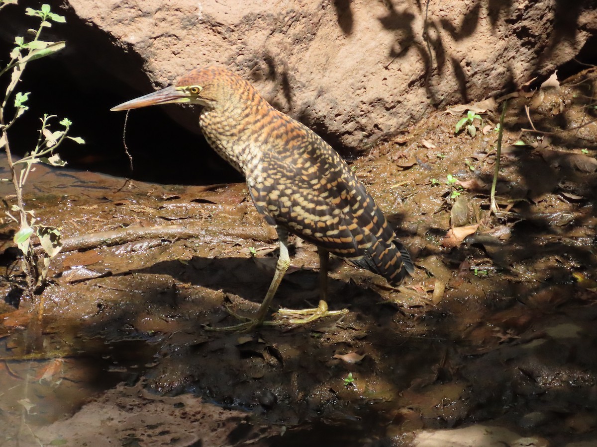 Rufescent Tiger-Heron - ML426622731