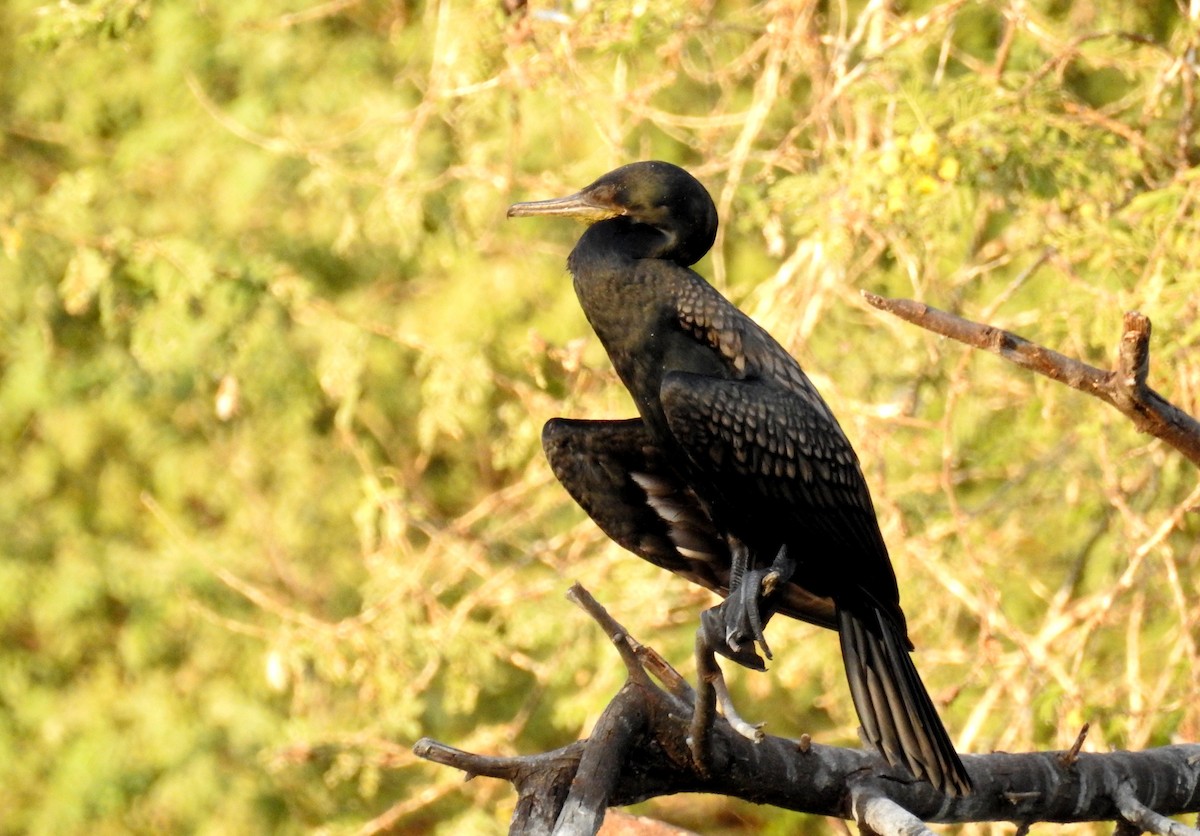 Indian Cormorant - ML42662351