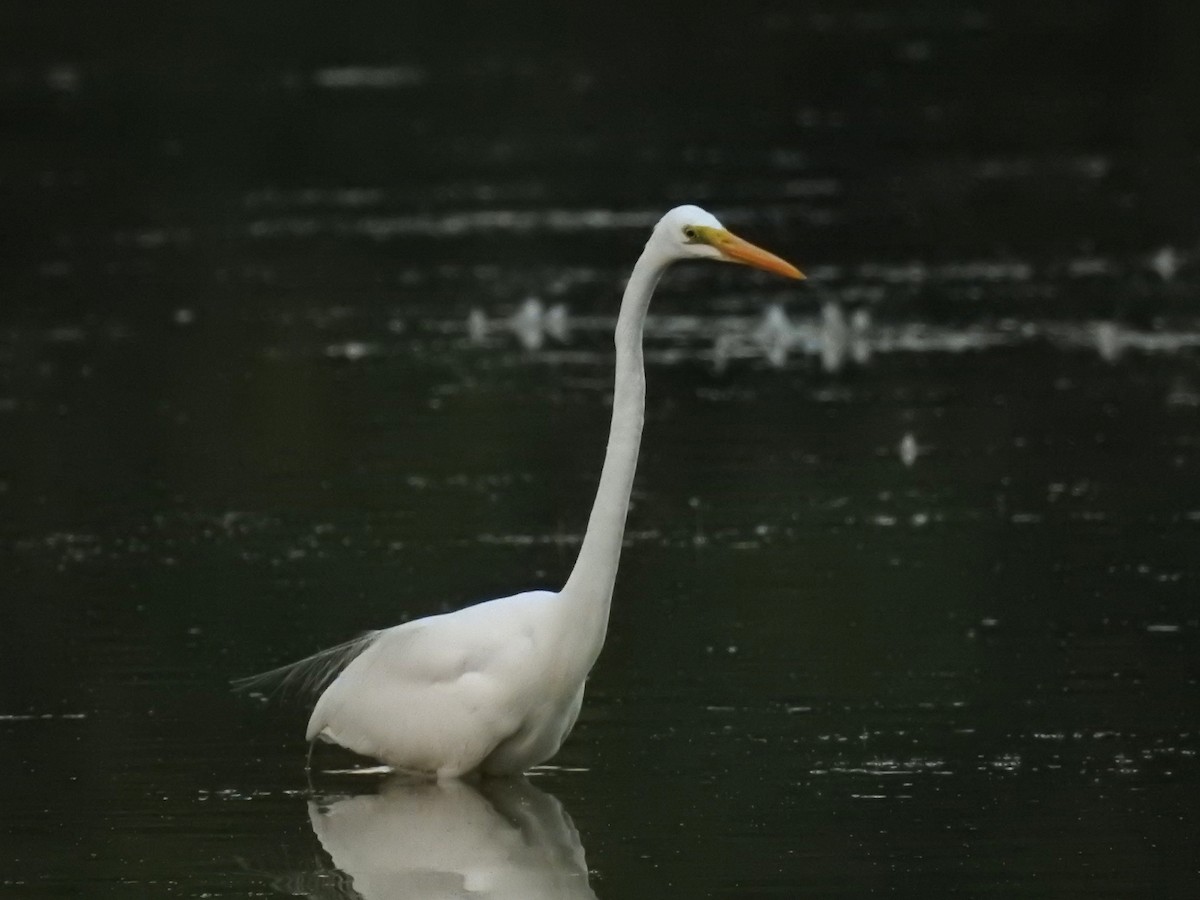 Great Egret - Suhel Quader