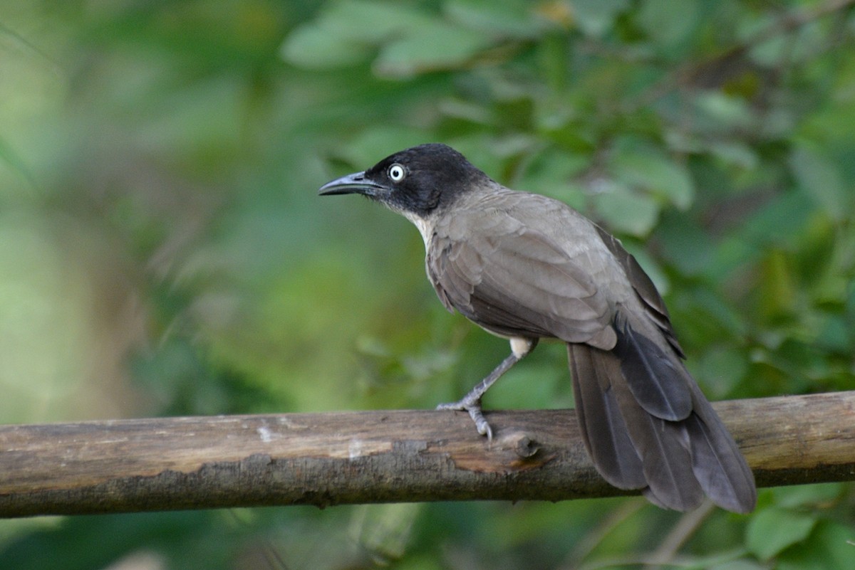 Blackcap Babbler - ML42662431