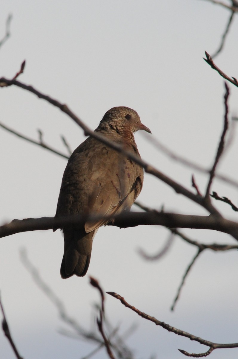 Common Ground Dove - Warren Whaley