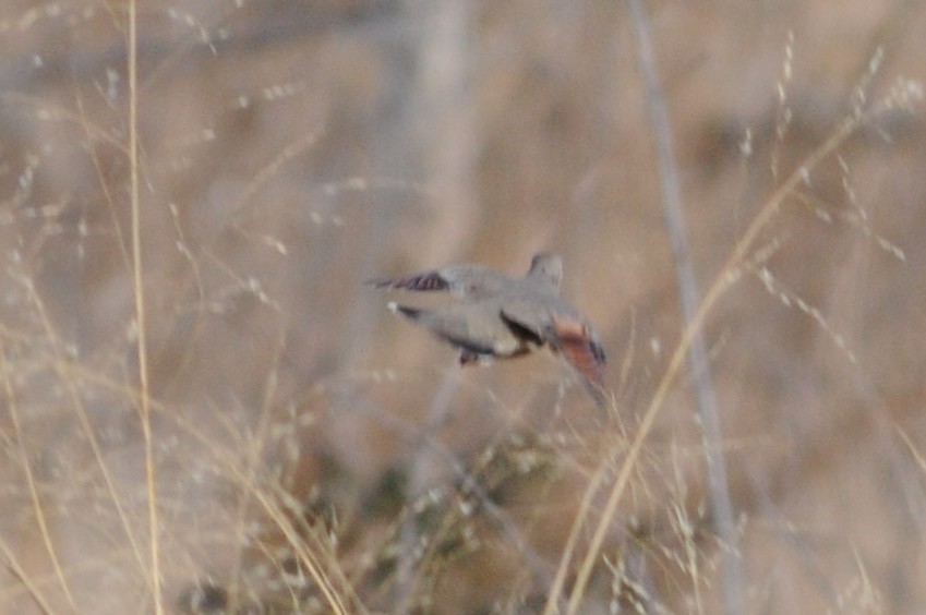 Common Ground Dove - ML42662471