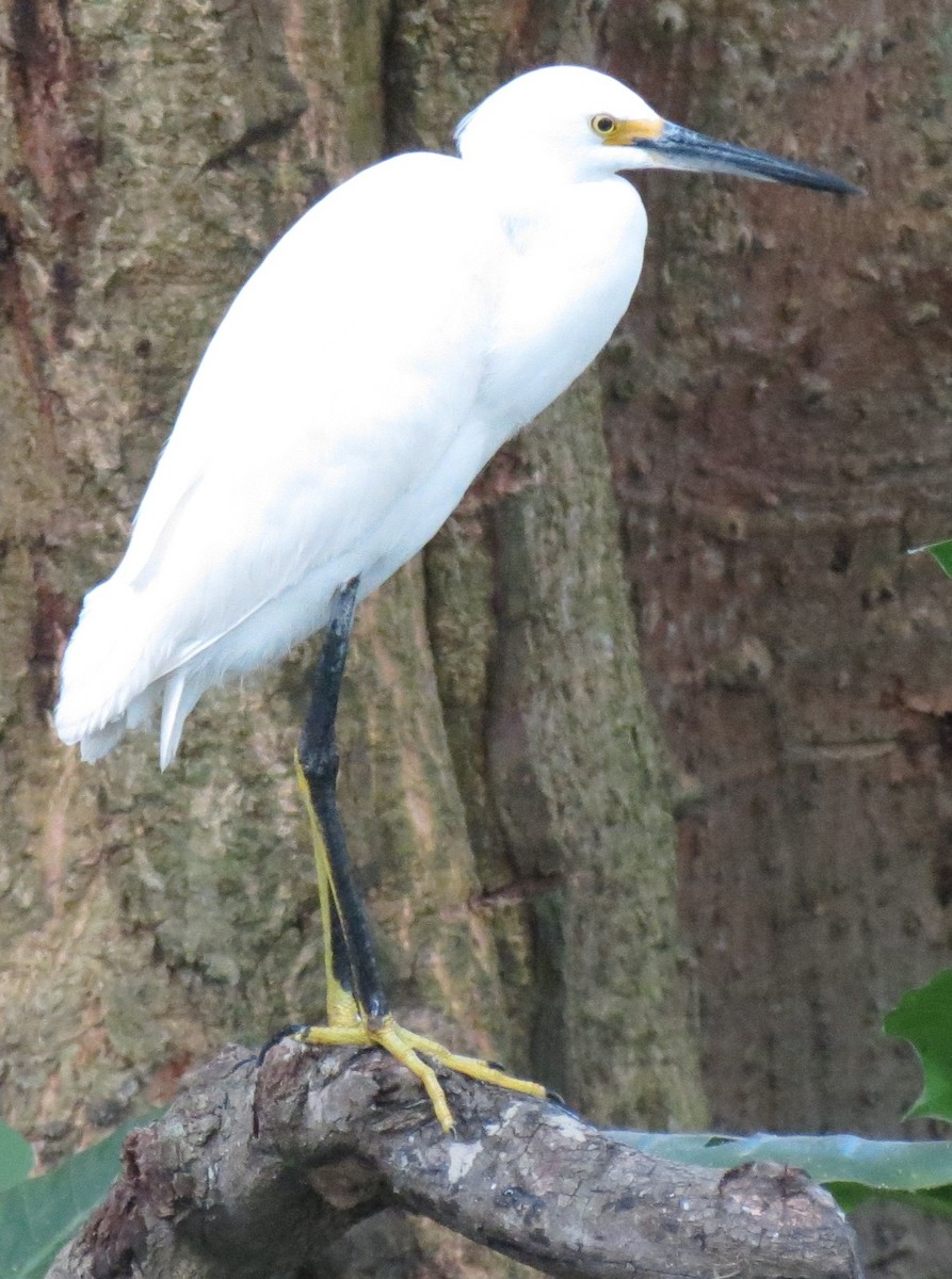 Snowy Egret - ML42662551