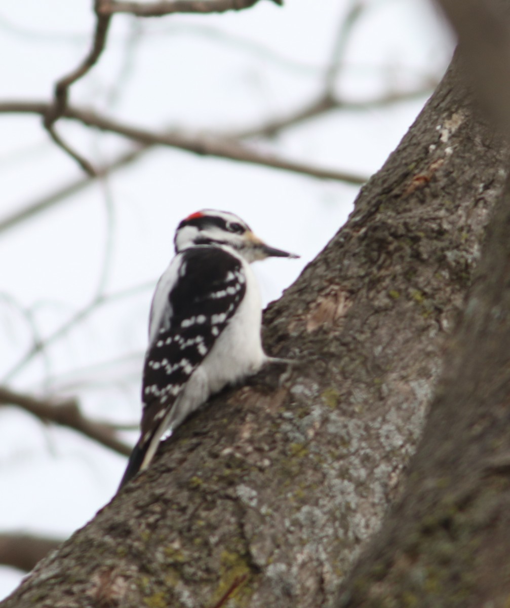 Hairy Woodpecker - ML426626171