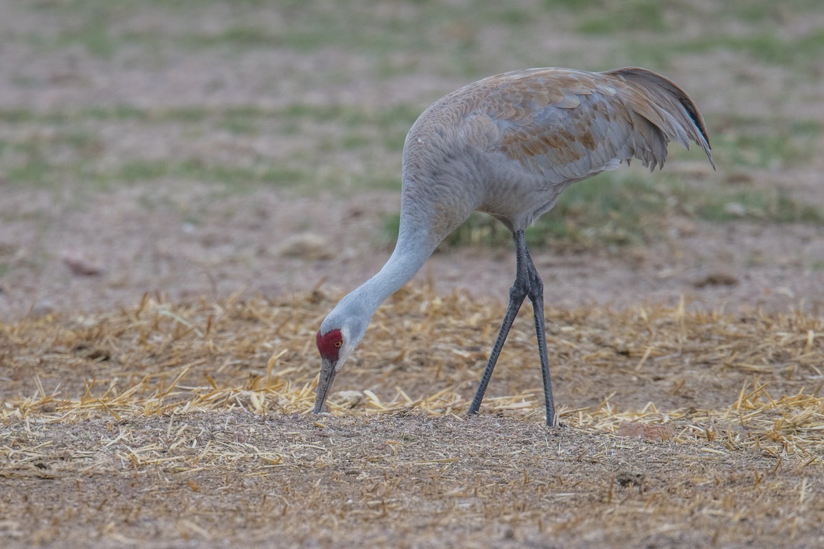 Sandhill Crane - ML426627211