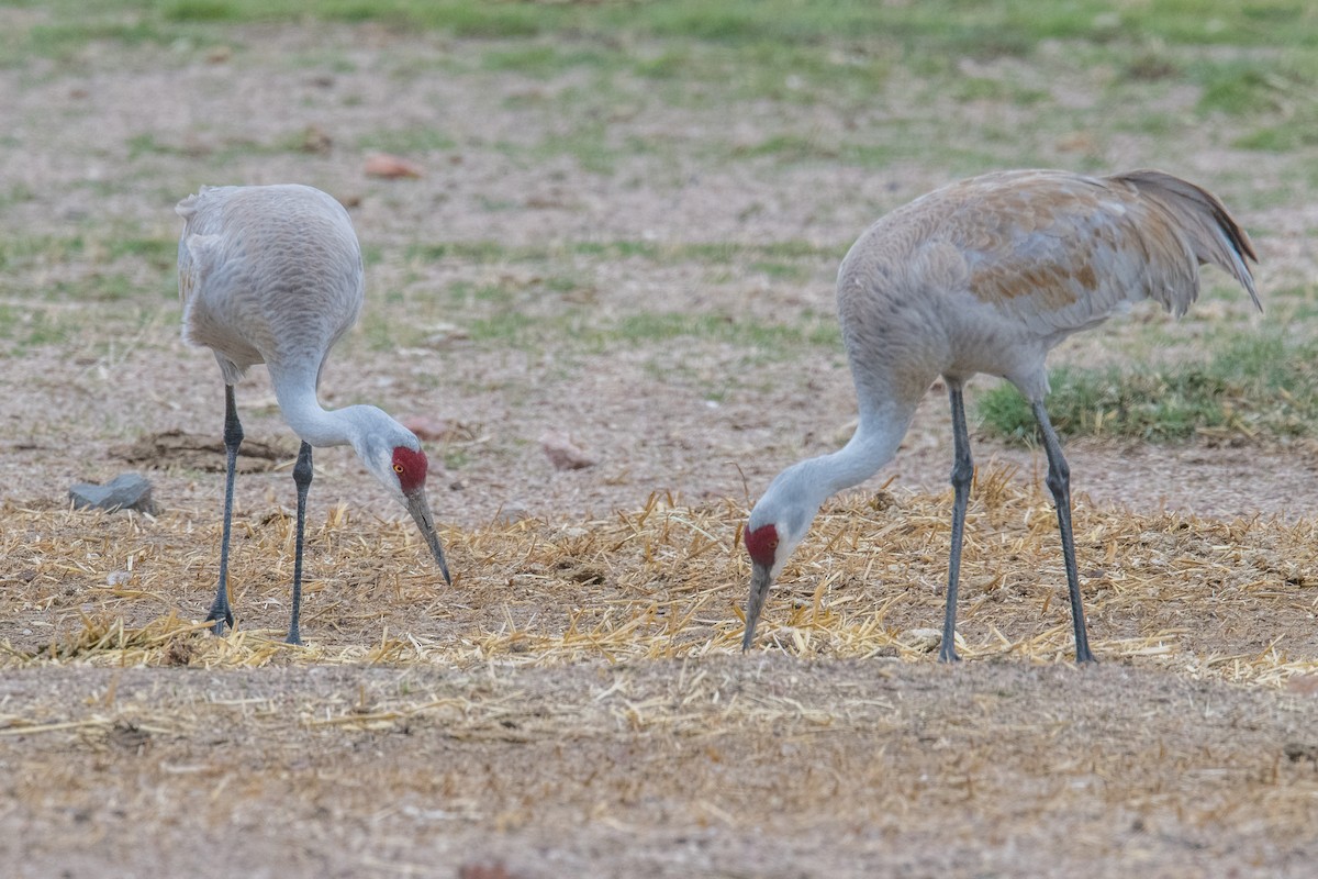 Sandhill Crane - ML426627241