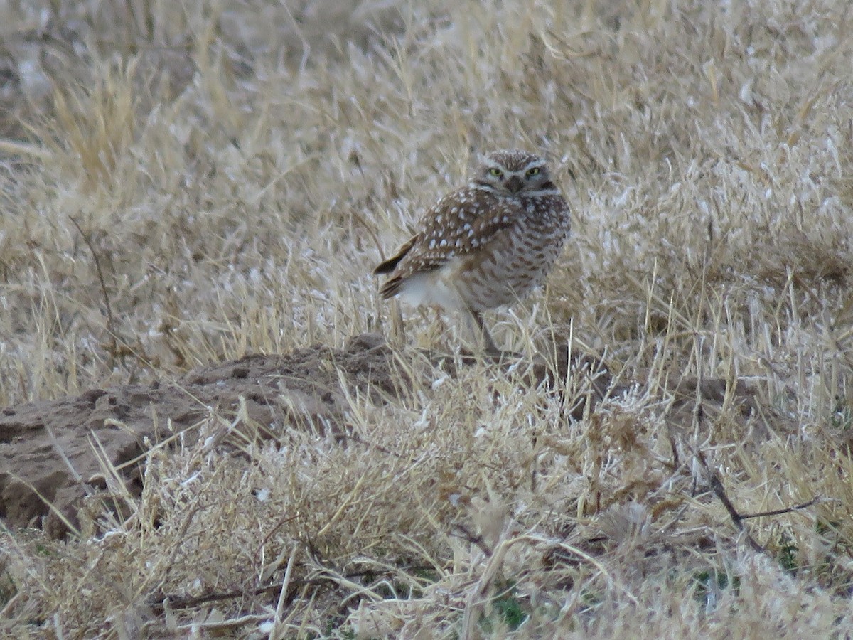 Burrowing Owl - ML426627401