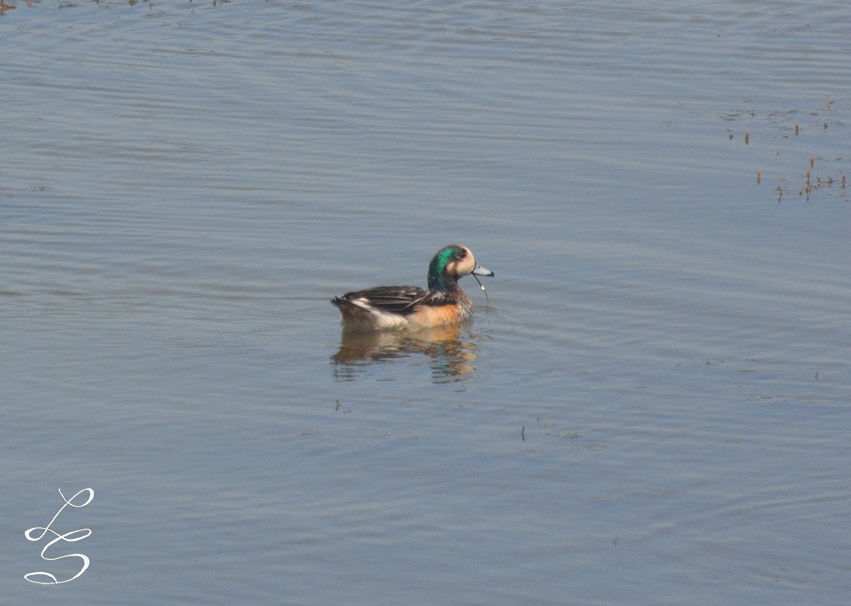 Chiloe Wigeon - ML42662781