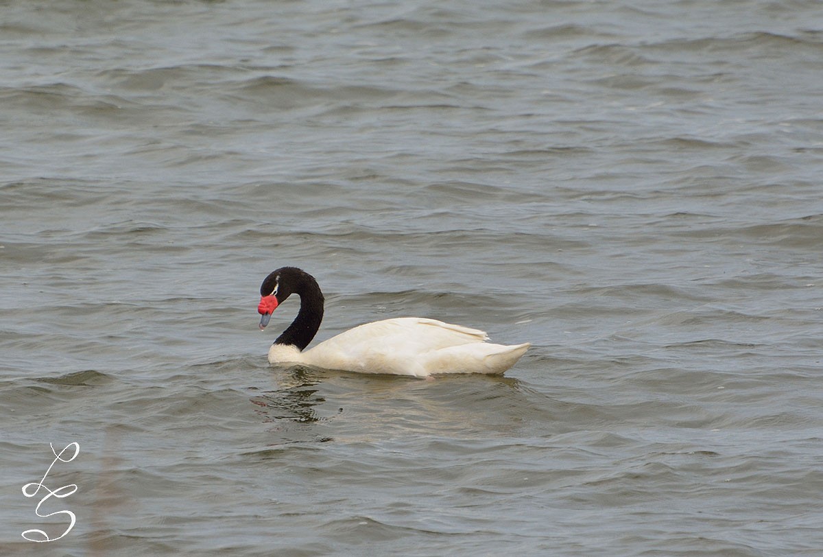 Black-necked Swan - ML42662961