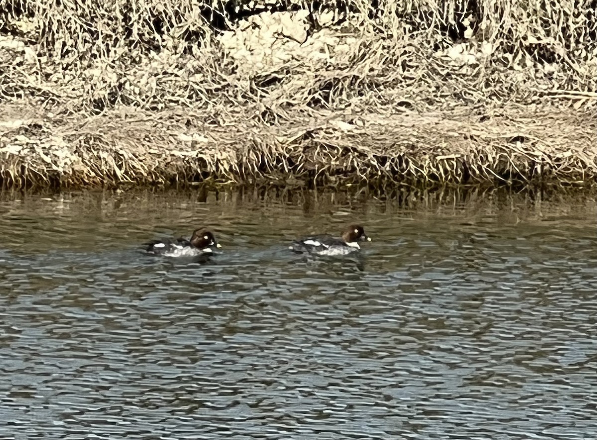 Common Goldeneye - ML426630101