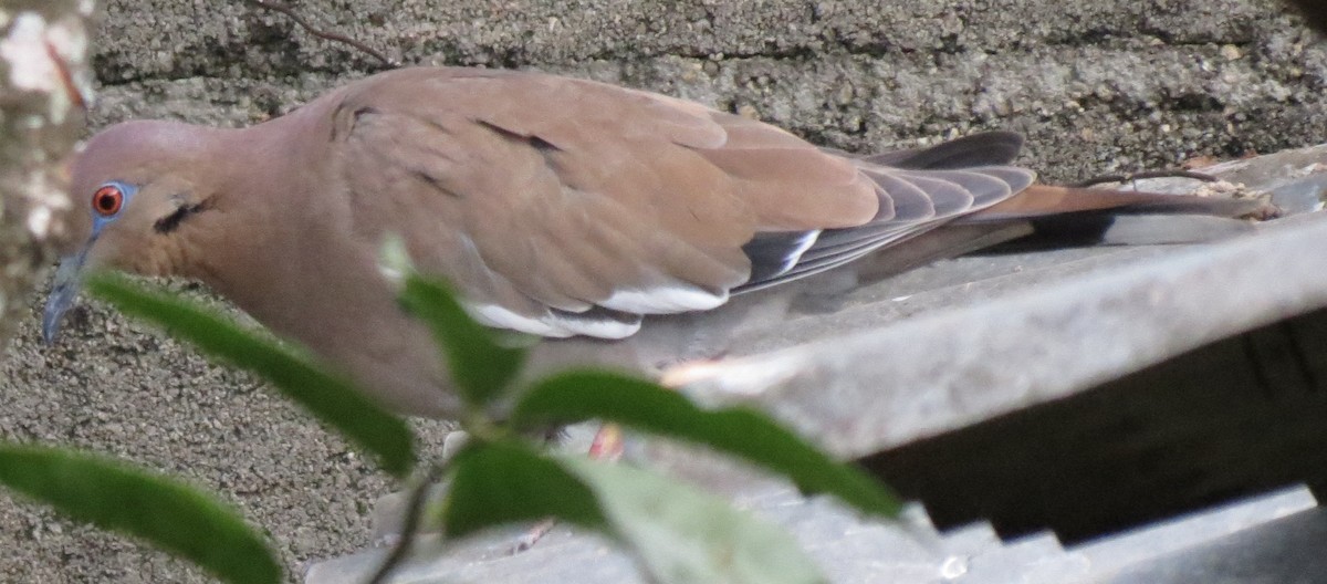 White-winged Dove - ML42663211