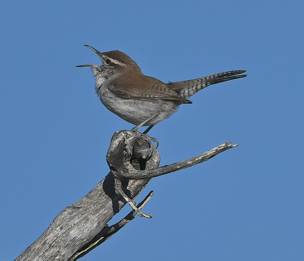 Bewick's Wren - Nancy Alexander