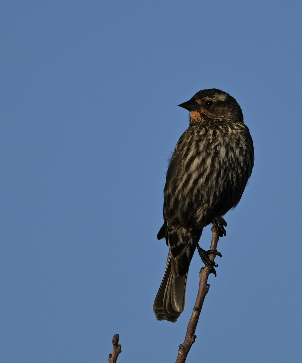 Red-winged Blackbird - Nancy Alexander