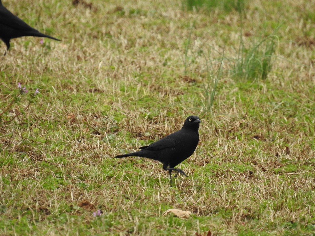 Rusty Blackbird - ML426633341