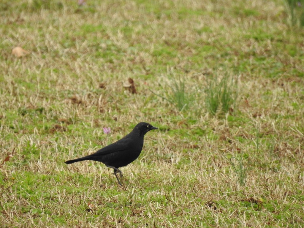 Rusty Blackbird - ML426633421