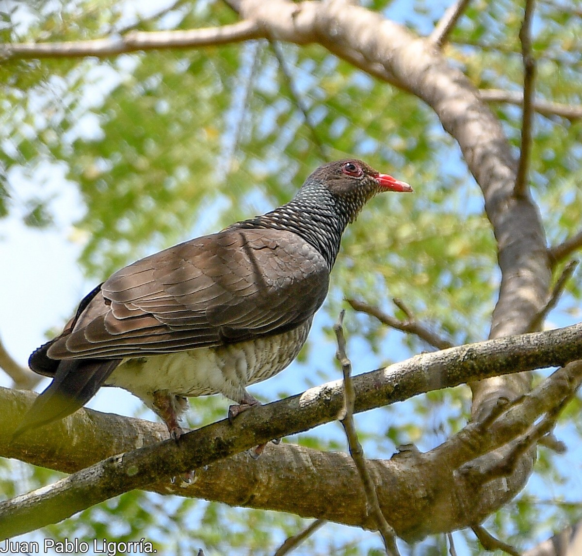 Scaled Pigeon - ML426636681