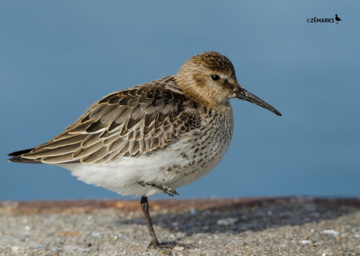 Dunlin - José Marques