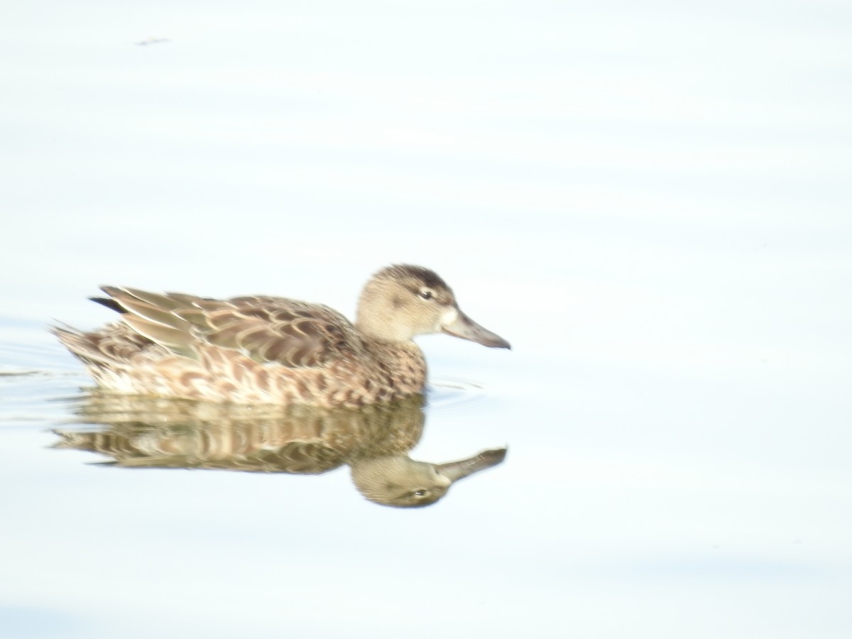 Blue-winged Teal - margaret barbuty