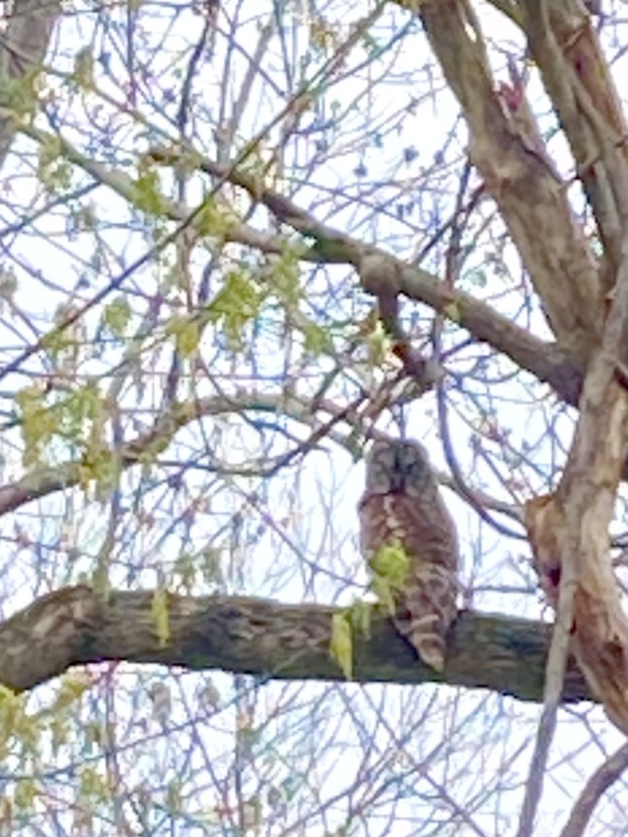 Barred Owl - ML426639751