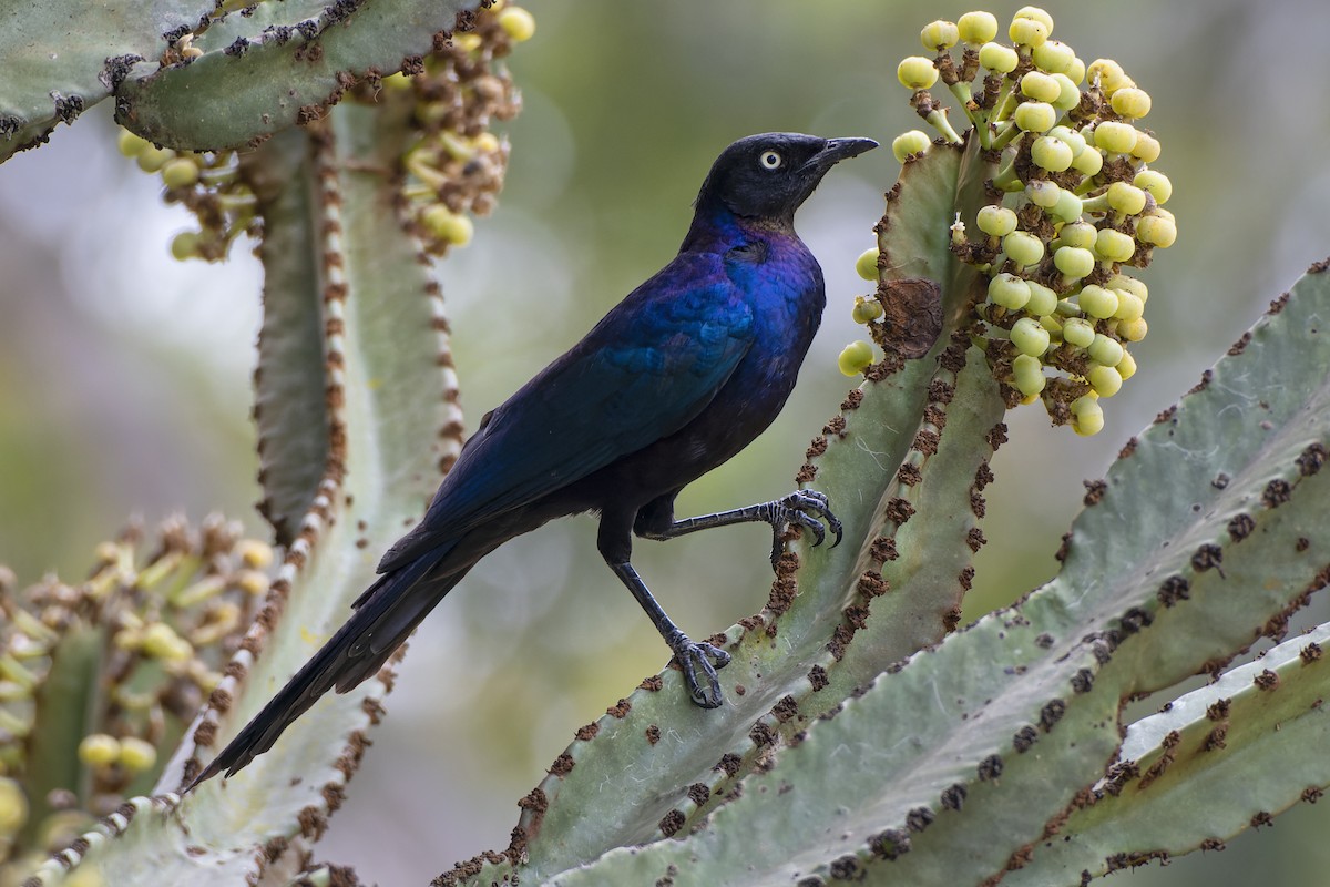 Rüppell's Starling - Jeff Maw