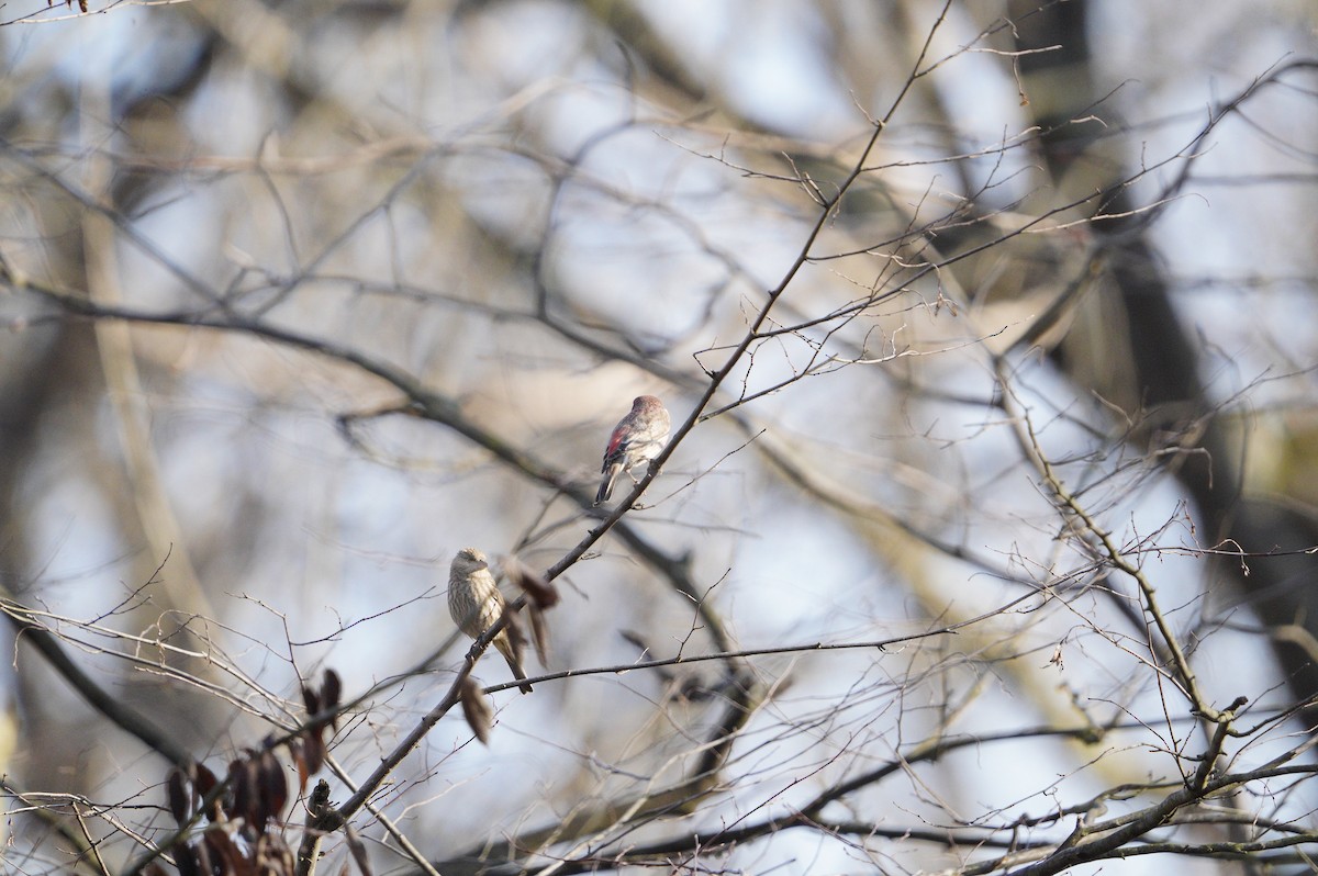 House Finch - ML426641001