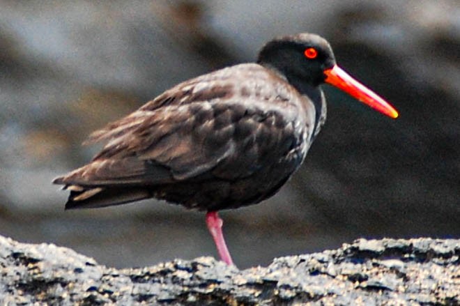 Sooty Oystercatcher - ML426641061