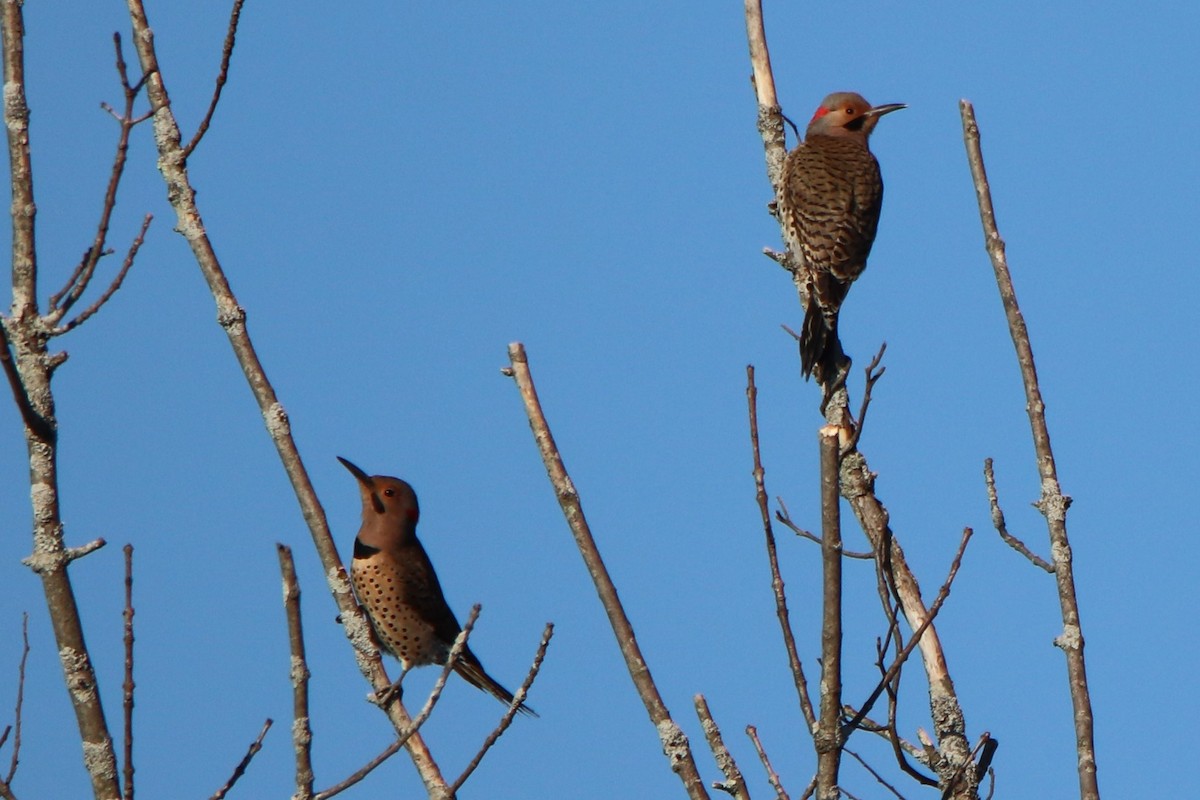 Northern Flicker - ML426641721