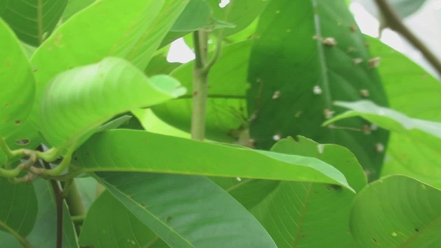 Dark-necked Tailorbird - ML426641941