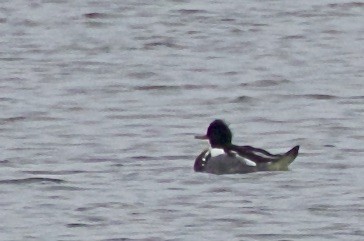 Red-breasted Merganser - ML426642041