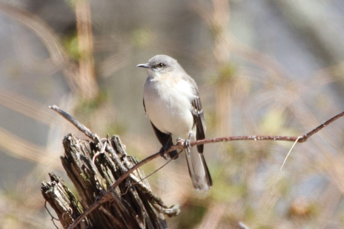 Northern Mockingbird - ML426643511