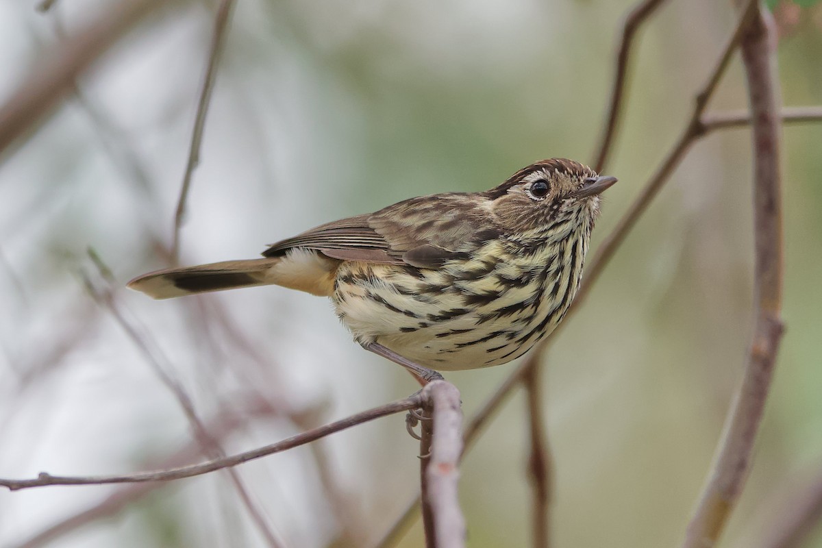 Speckled Warbler - Adrian van der Stel